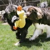 Picture of KONG Comfort Jumbo – Oversized Ultra-Soft Cuddle Toy (46 cm)